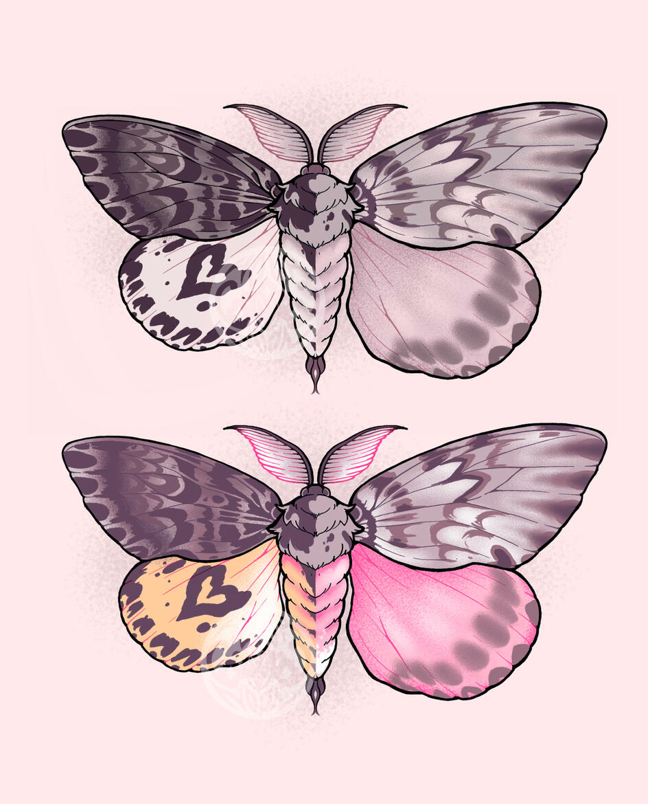 ♀ GYNANDROMORPH ♂ - $300+