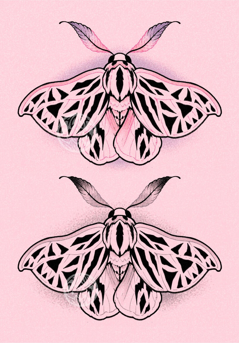 TIGER MOTH - $250+